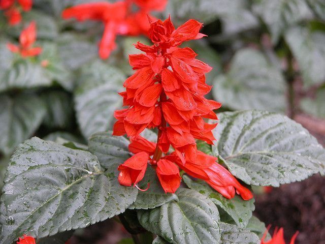 Flor de Salvia roja