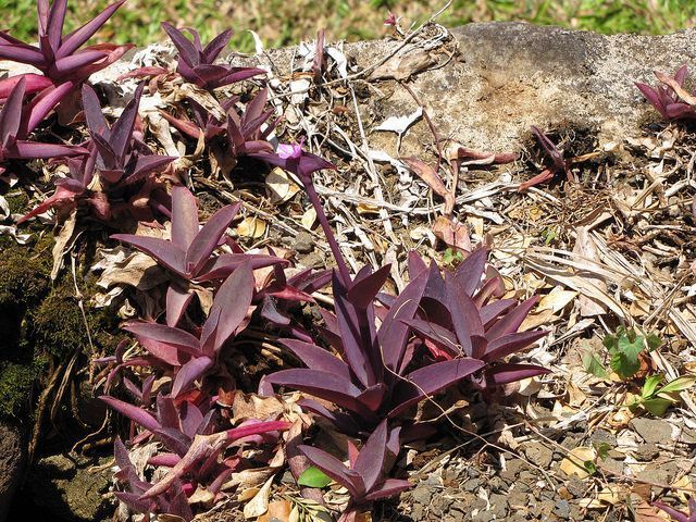 Tradescantia pallida