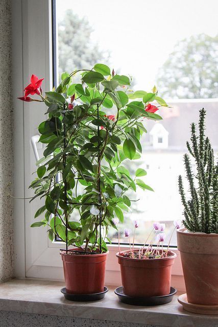 Dipladenia como planta de interior