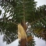 airphanes tipos de palmeras