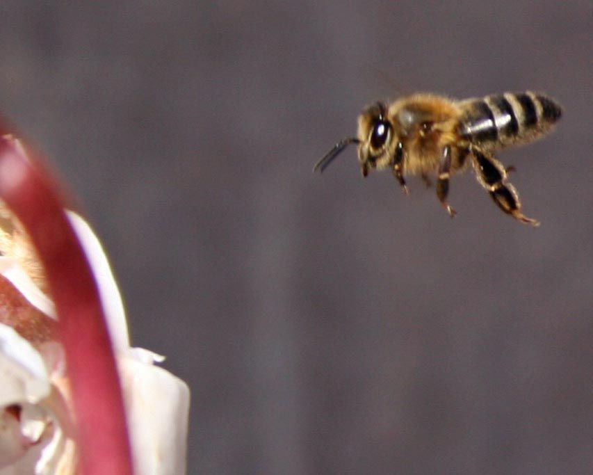 abeja polinización
