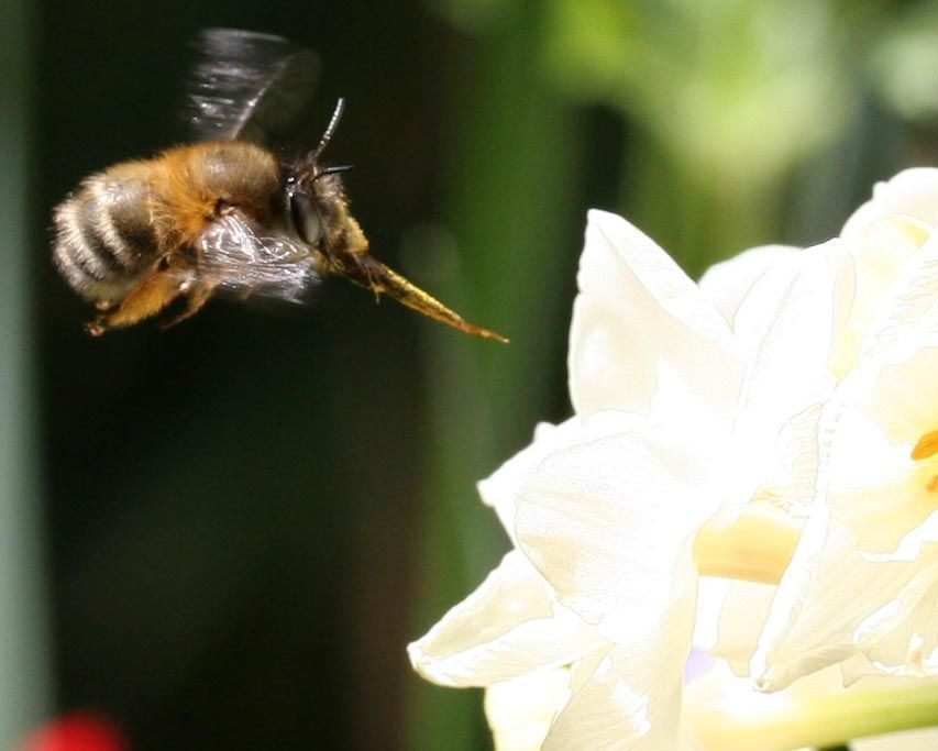 Abeja narciso polinización