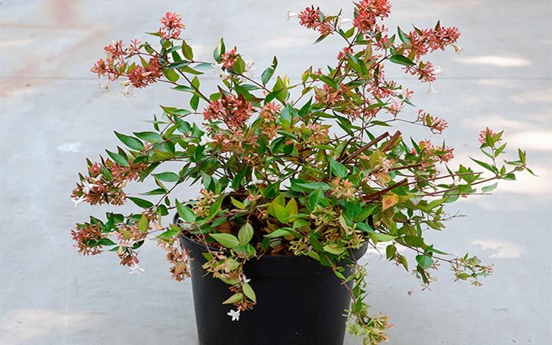 Abelia grandiflora en macetas