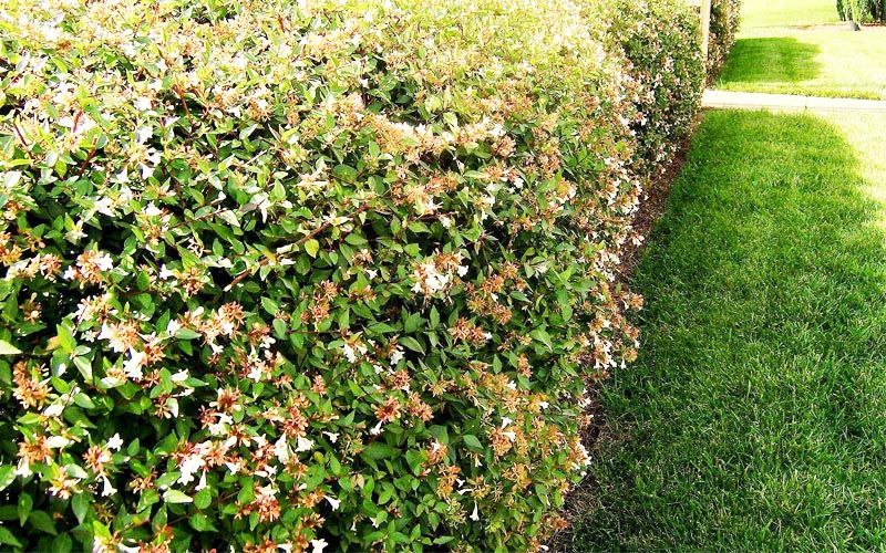 Abelia grandiflora