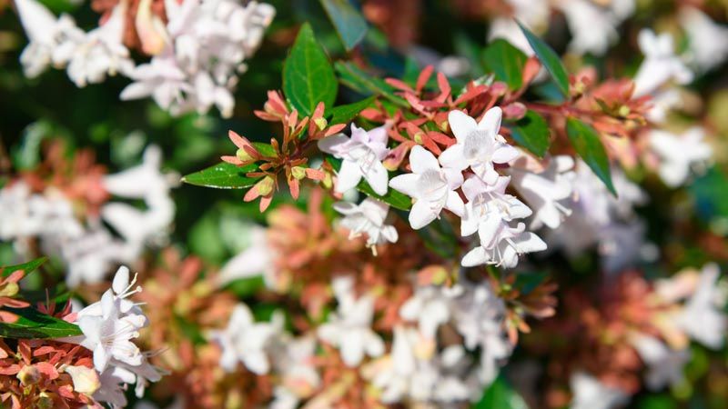 Abelia grandiflora