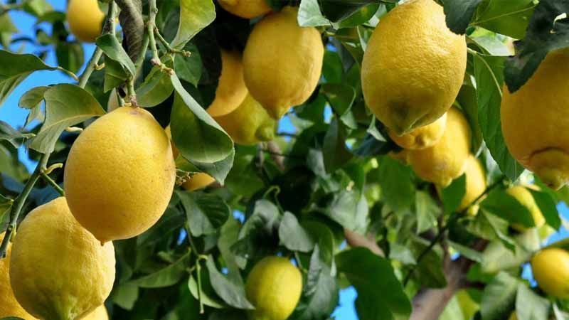 Abonado del limonero