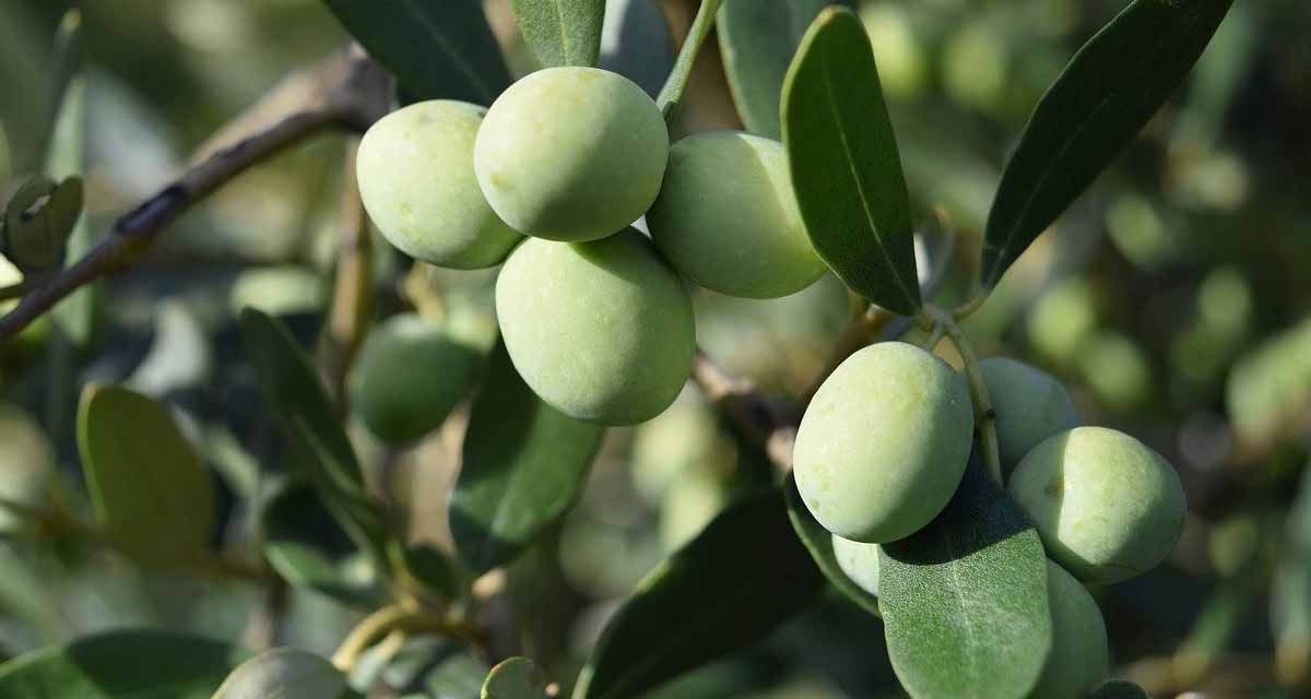 Abonado olivar