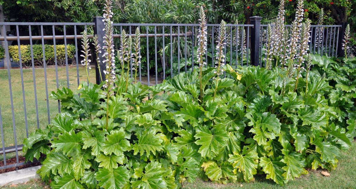 Acanthus mollis