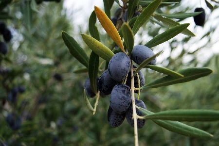 Aceituna madura en olivo