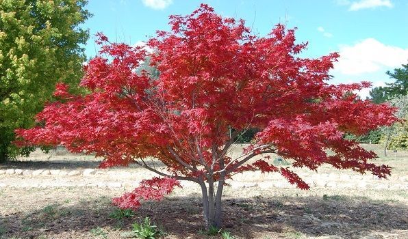 Acer Palmatum Ornatum