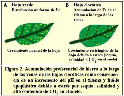 acumulacion-de-hierro-en-tratamientos-foliares