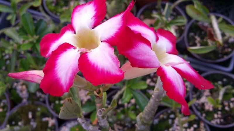 Adenium obesum