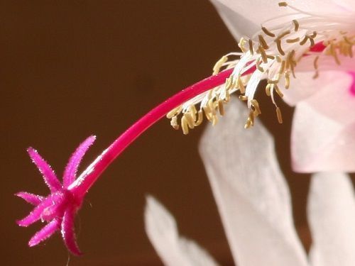 Aeschynantus speciosus detalle estigma polinización