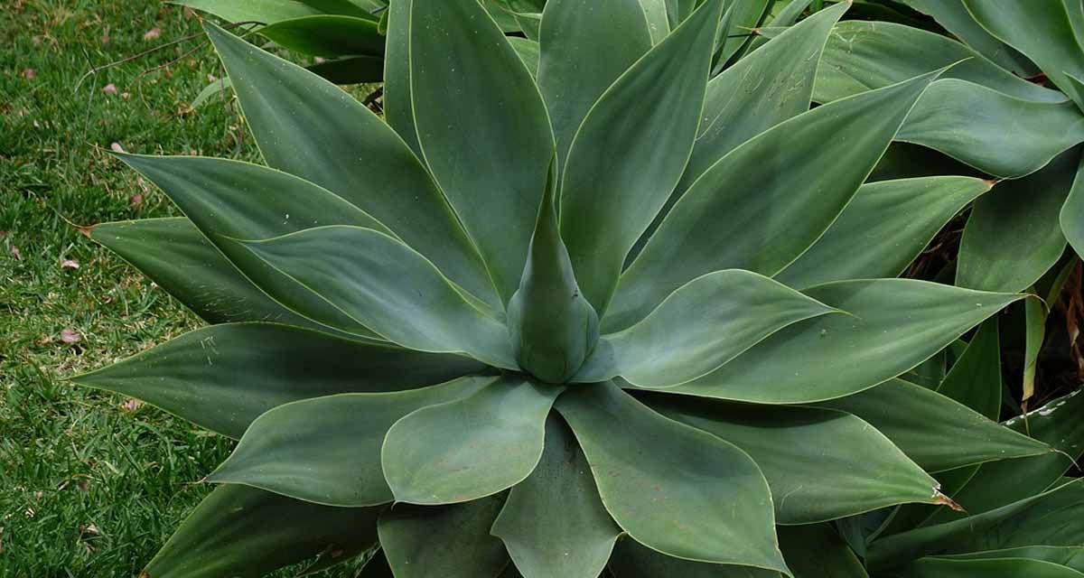 Planta suculenta Agave attenuata