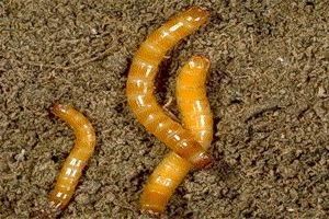 Agriotes lineatus Agriotes lineatus