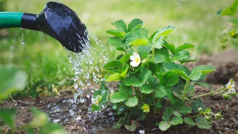Agua de riego y plantas