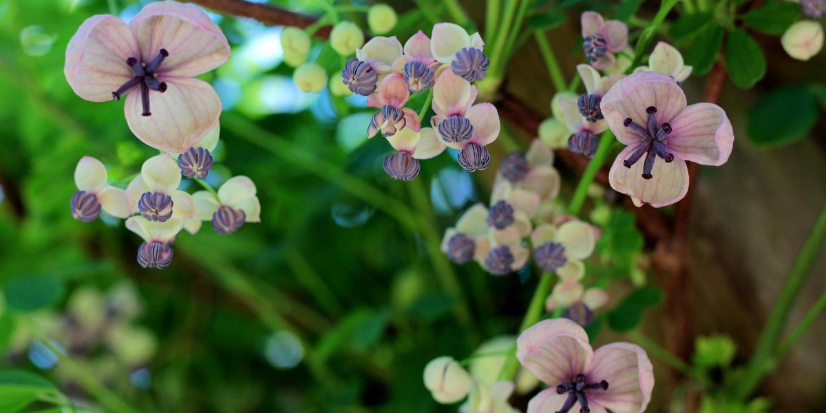 Akebia quinata flores