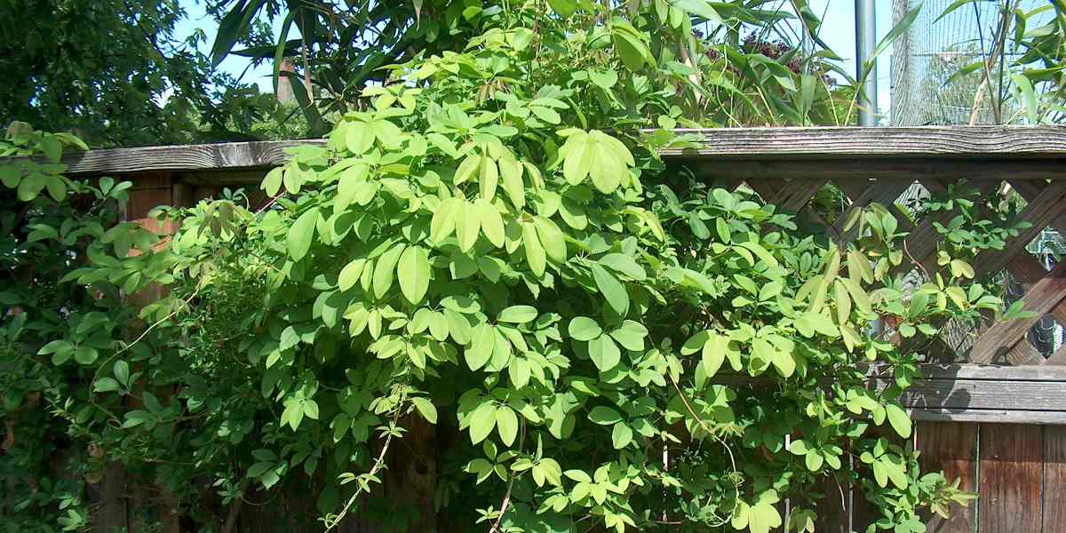 Akebia quinata follaje