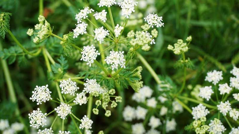 Alcaravea brotes