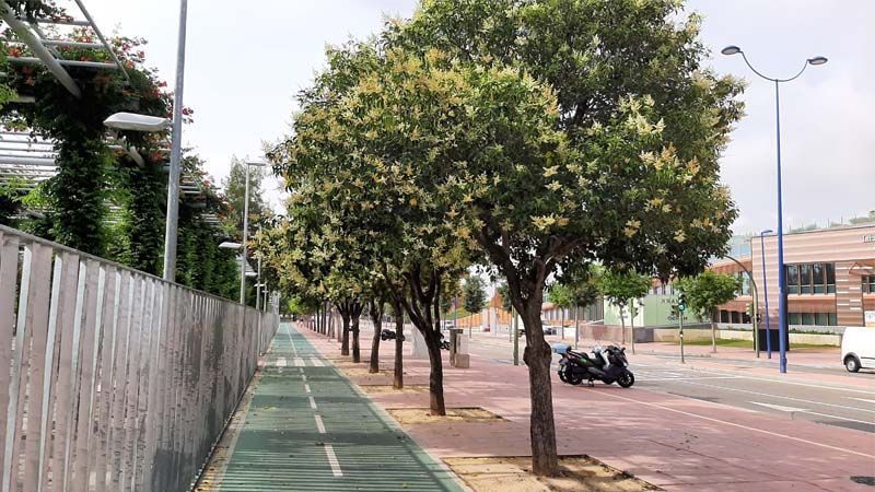 Aligustre en calle