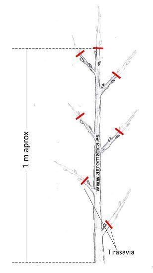 Almendro año 1 agro