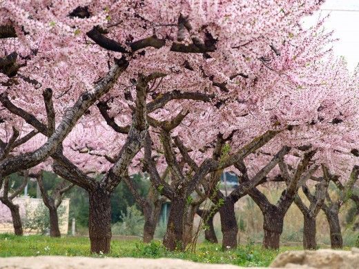 Almendros variedades de olivo y almendro