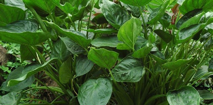 Alocasia cucullata en jardin