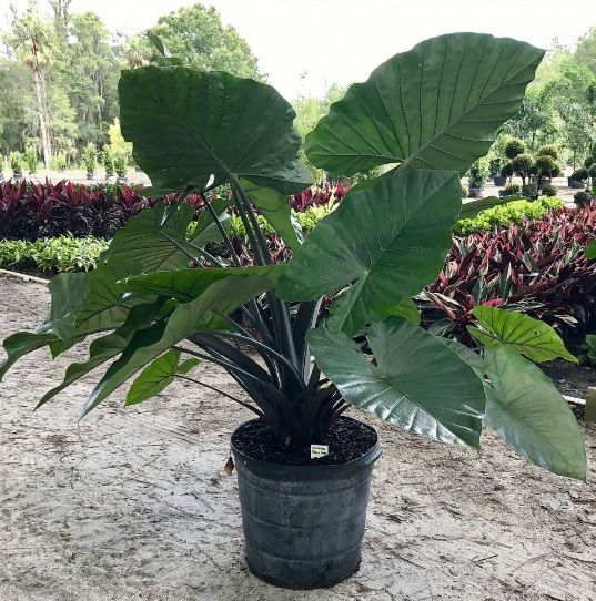 Alocasia macrorrhiza en maceta