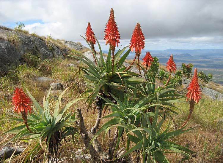Aloe arborescens detalle