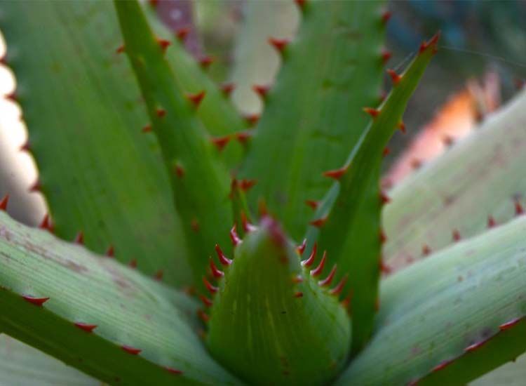 Detalle hoja de Aloe arborescens