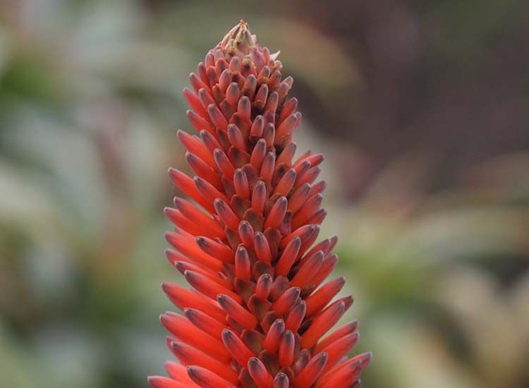 Aloe arborescens