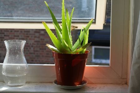 Maceta de Aloe Vera en ventana