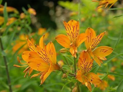 Alstroemeria aurantiaca flor