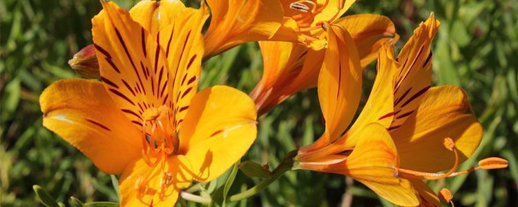alstroemeria aurantiaca flor