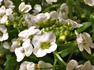 flor de alyssum