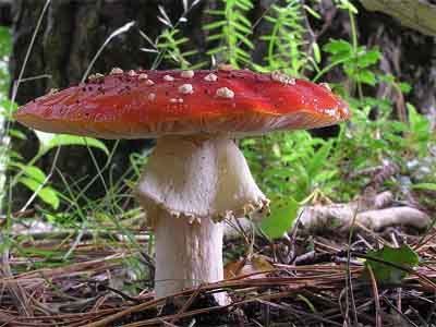 Amanita muscaria setas venenosas Amanita muscaria setas venenosas