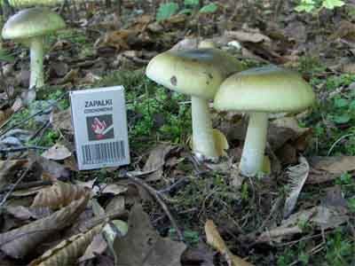 Amanita phalloides setas venenosas Amanita phalloides setas venenosas