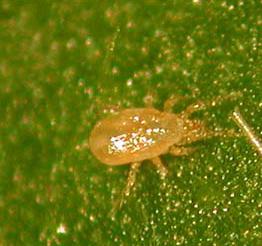 Amblyseius cucumeris Depredador de trips