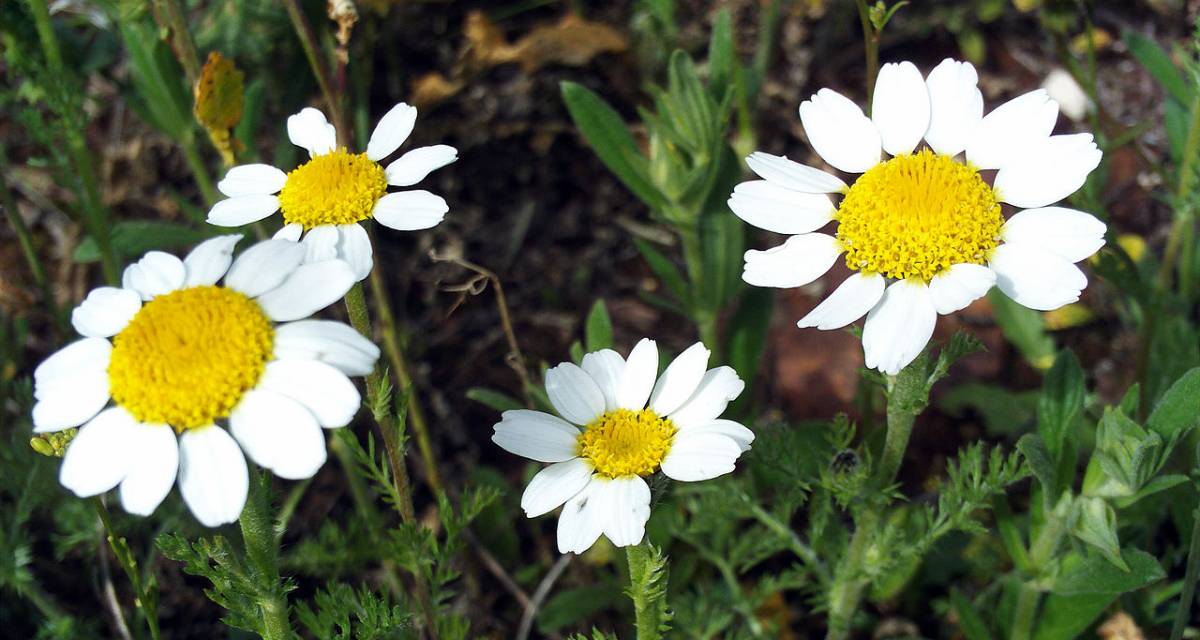 Anacyclus clavatus