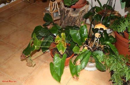phytohpthora por exceso de riego Anthurium andreanum atacado por phytohpthora por exceso de riego
