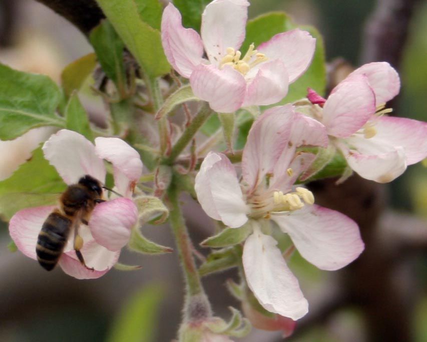 abeja peral polinización