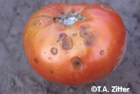 Antracnosis en tomate
