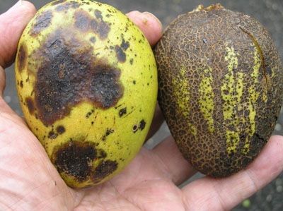 Antracnosis en fruta
