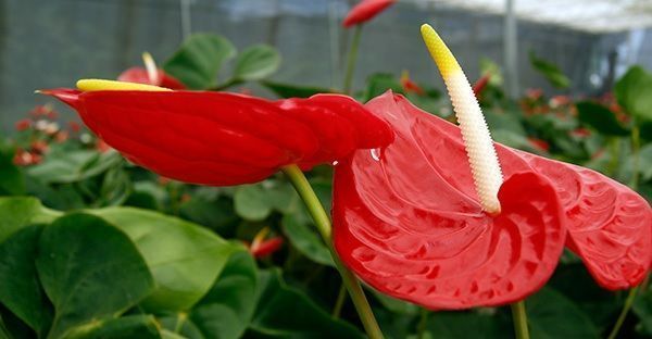 Anturio rojo planta de interior con flor