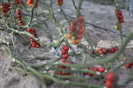 Análisis de agua salinidad