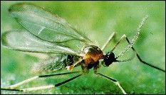 Aphidoletes aphidimyza depredador de pulgón