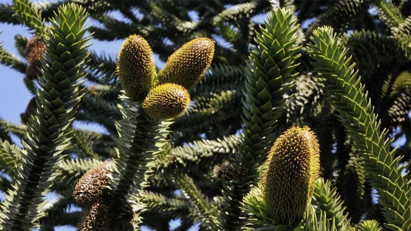 Araucaria araucana