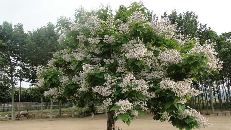 Árbol Catalpa bignonioide