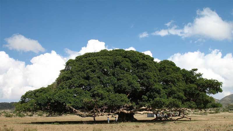 Árbol Ficus sycomoro