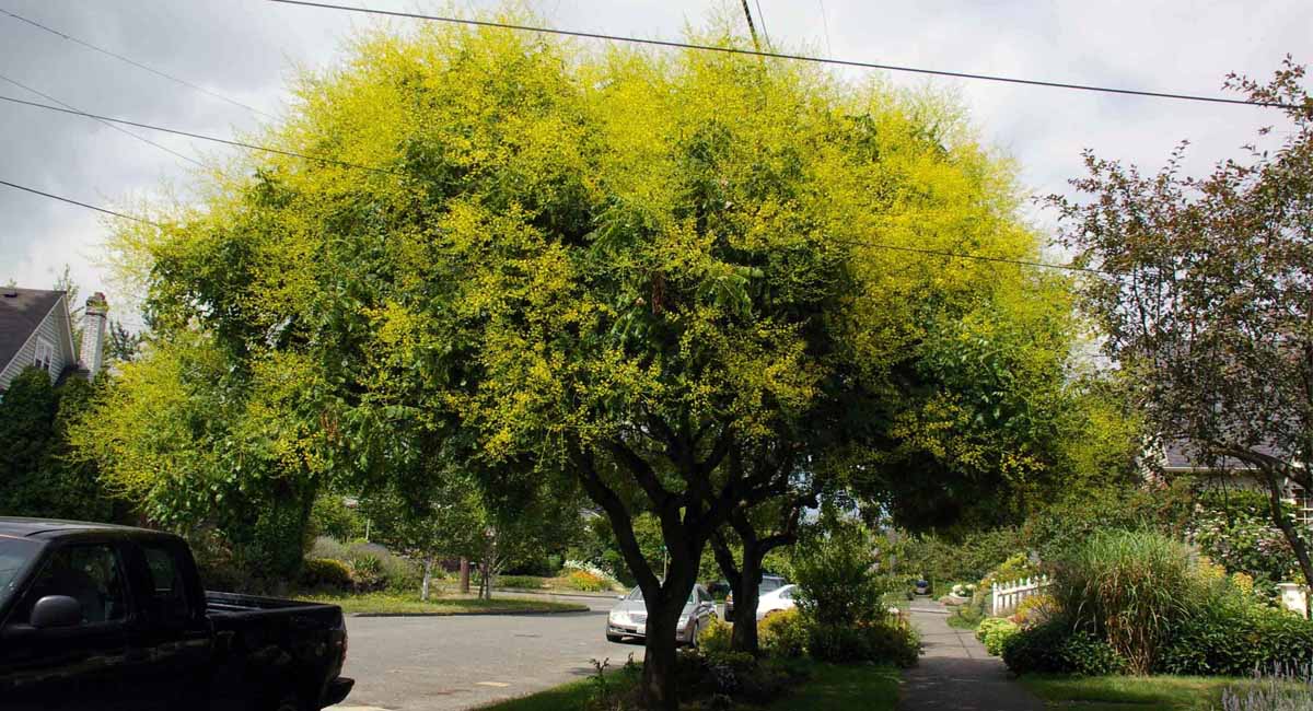 Árbol Koelreuteria paniculata